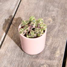 Load image into Gallery viewer, Crassula Marginalis Rubra Variegata &#39;Calico Kitten&#39; (2 sizes)
