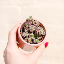 Load image into Gallery viewer, Crassula Marginalis Rubra Variegata &#39;Calico Kitten&#39; (2 sizes)

