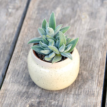 Load image into Gallery viewer, Crassula Mesembryanthemoides &#39;Tarantula&#39;
