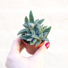Load image into Gallery viewer, Crassula Mesembryanthemoides &#39;Tarantula&#39;
