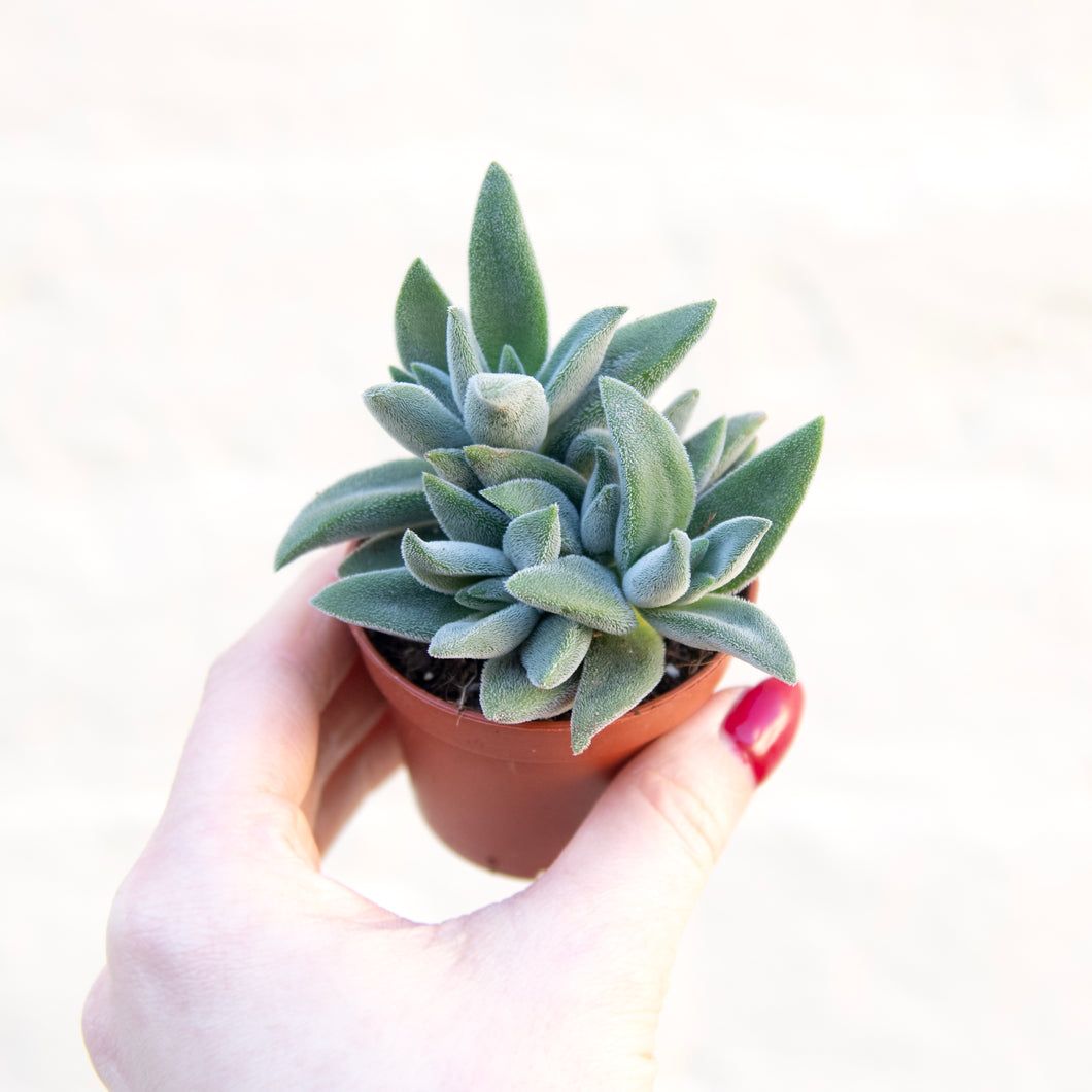 Crassula Mesembryanthemoides 'Tarantula'