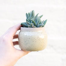 Load image into Gallery viewer, Crassula Mesembryanthemoides &#39;Tarantula&#39;
