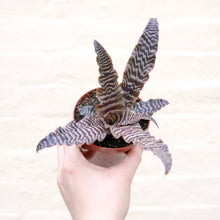 Load image into Gallery viewer, Cryptanthus Zonatus
