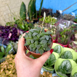 Haworthia Retusa