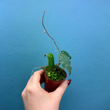 Load image into Gallery viewer, Baby Hoya Caudata Sumatra
