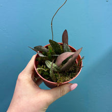 Load image into Gallery viewer, Hoya Sigitalis Propagation Pot

