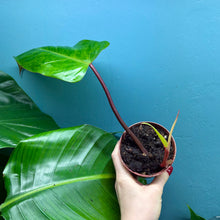 Load image into Gallery viewer, Philodendron &#39;Painted Lady&#39;
