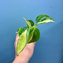 Load image into Gallery viewer, Philodendron &#39;Cream Splash&#39;
