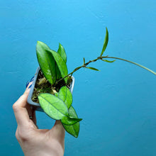 Load image into Gallery viewer, Hoya Crassipetiolata Propagation Pot
