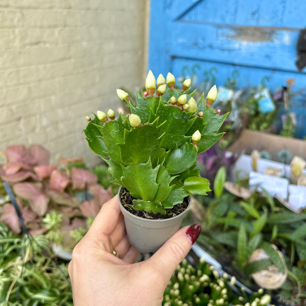 Schlumbergera 'Thanksgiving Cactus'