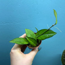 Load image into Gallery viewer, Hoya Crassipetiolata Propagation Pot
