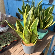 Load image into Gallery viewer, Sansevieria Trifasciata Futura Superba &#39;Snake Plant&#39;
