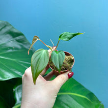 Load image into Gallery viewer, Baby Philodendron Scandens Micans
