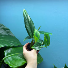 Load image into Gallery viewer, Monstera Standleyana &#39;Cobra Plant&#39;
