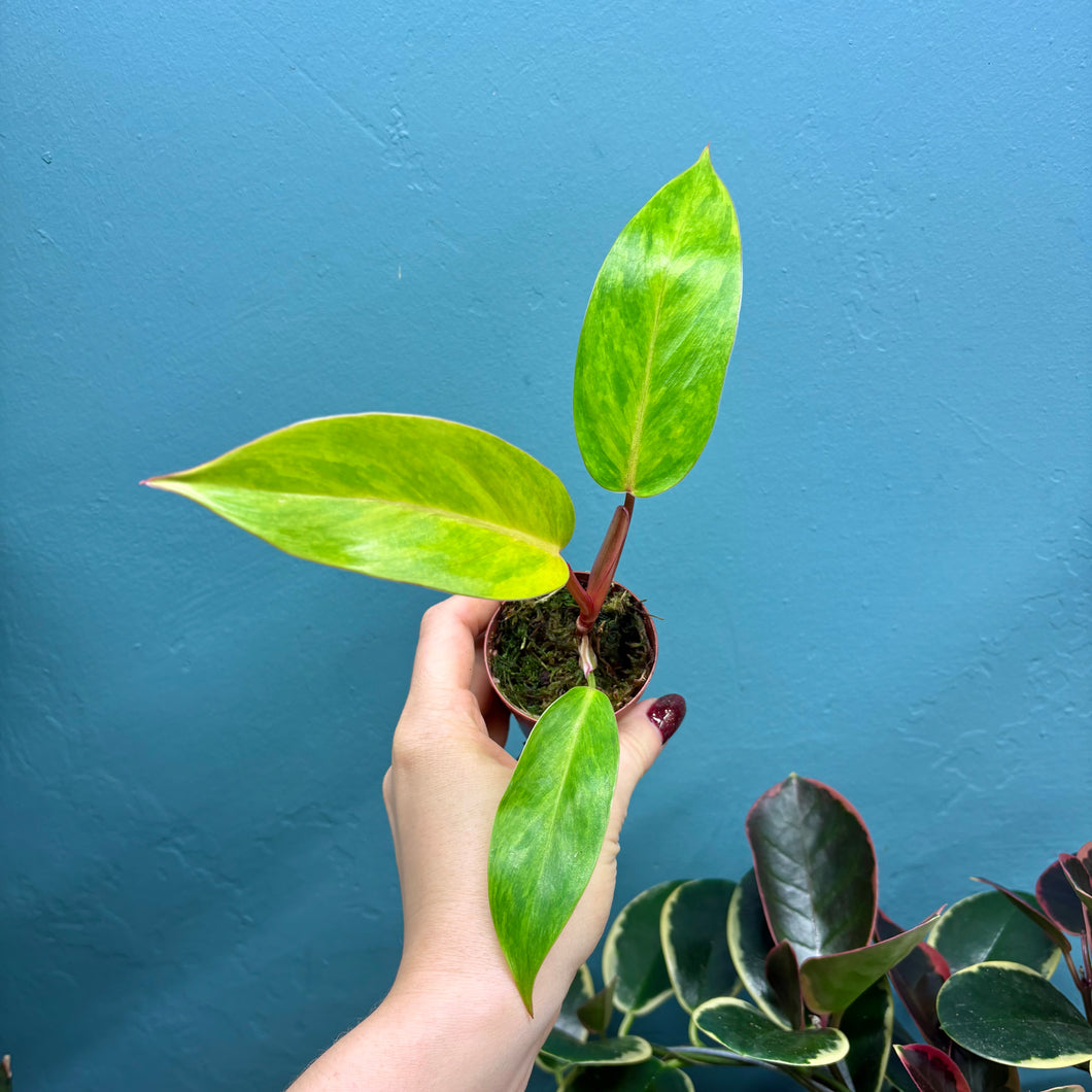 Philodendron 'Painted Lady' B