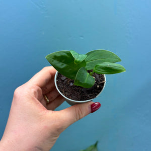 Monstera Aureopinnata aff.
