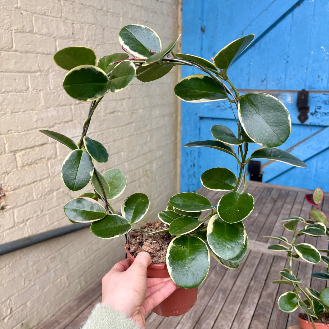 Hoya Australis Blondie Hoop Trellis