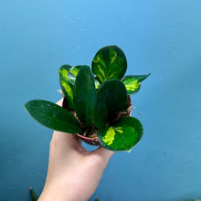 Load image into Gallery viewer, Hoya Australis Lisa
