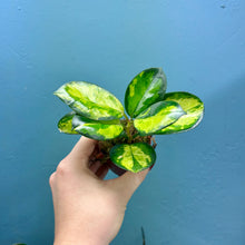 Load image into Gallery viewer, Hoya Australis Lisa Propagation Pot
