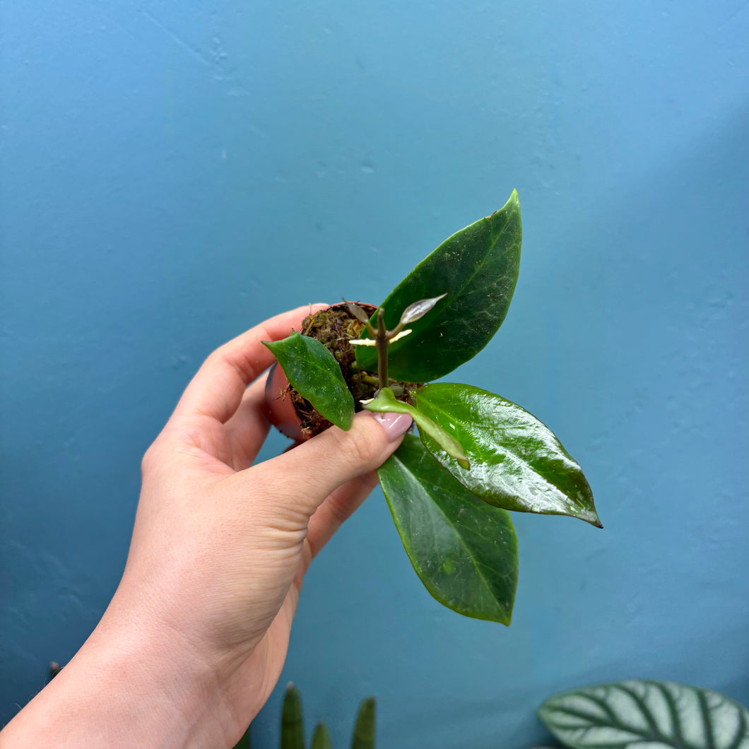 Baby Hoya Sunrise Propagation Pot