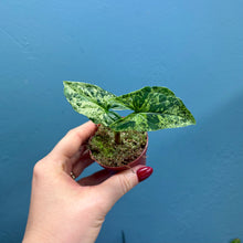 Load image into Gallery viewer, Syngonium &#39;Mojito&#39; Rooted Cutting Pot
