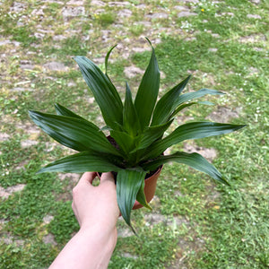 Dracaena Fragrans Compacta