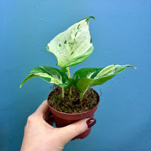 Load image into Gallery viewer, Epipremnum Aureum &#39;Happy Leaf&#39;
