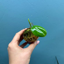 Load image into Gallery viewer, Philodendron Pittieri
