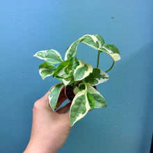Load image into Gallery viewer, Epipremnum Aureum N&#39;Joy
