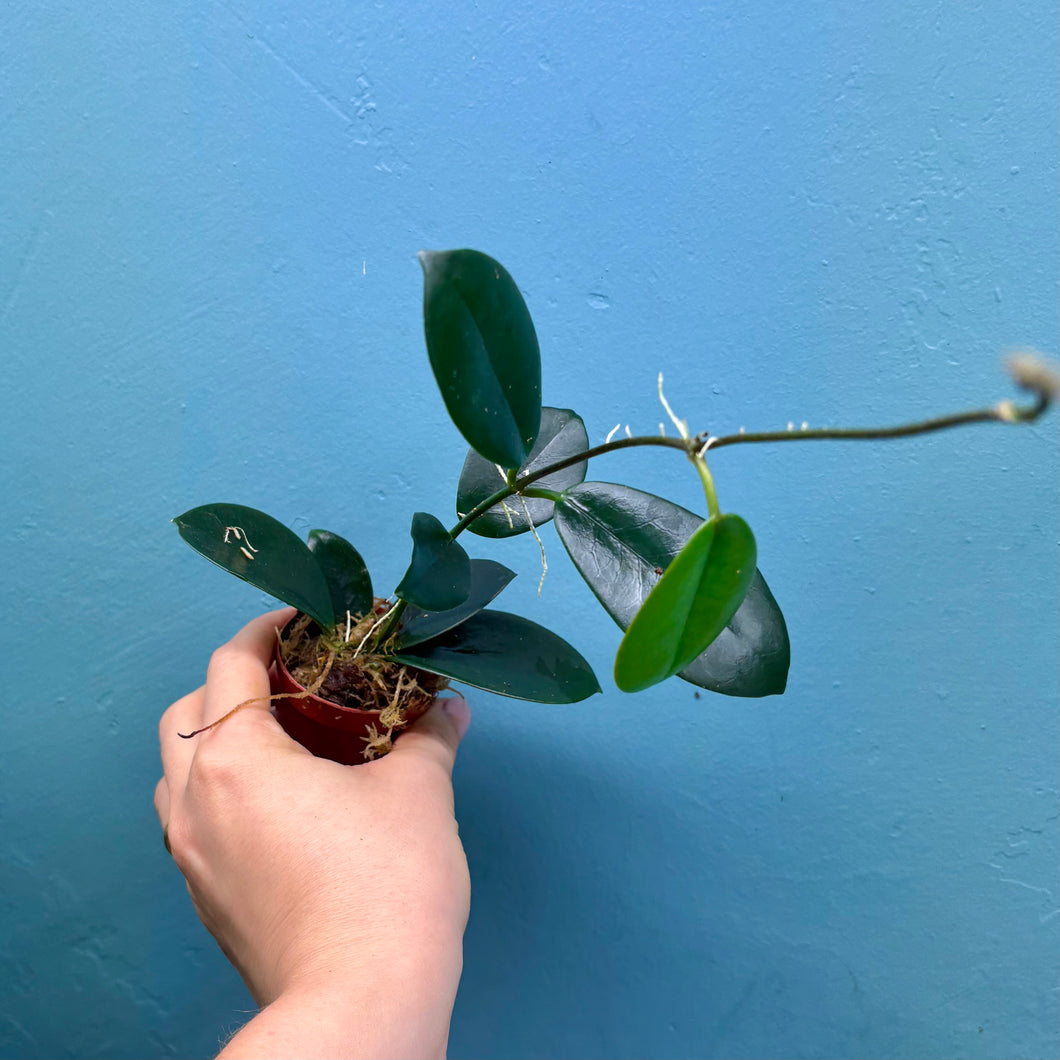 Hoya Australis Propagation Pot