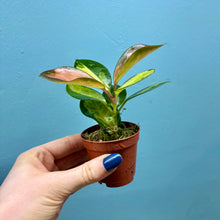 Load image into Gallery viewer, Hoya Australis Lisa Propagation Pot
