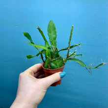 Load image into Gallery viewer, Epiphyllum Sarah Courant Propagation Pot
