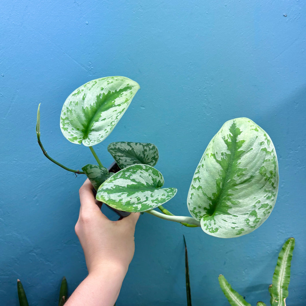 Scindapsus 'Trebie' Rooted Cutting