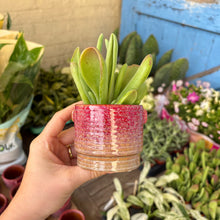 Load image into Gallery viewer, Tilly Ceramic Plant Pot

