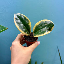 Load image into Gallery viewer, Prop Box Eviction: Bundle D Hoya
