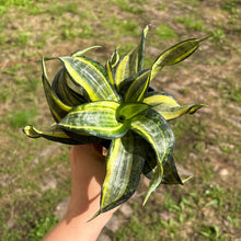 Load image into Gallery viewer, Sansevieria Trifasciata Hahnii ‘Twirl Star'
