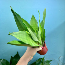 Load image into Gallery viewer, Sansevieria Trifasciata &#39;Snake Plant&#39; Moonshine
