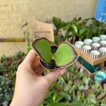 Load image into Gallery viewer, Kalanchoe Synsepala
