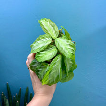 Load image into Gallery viewer, Maranta Silver Band &#39;Prayer Plant&#39;
