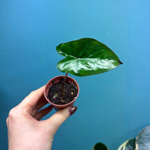 Load image into Gallery viewer, Baby Alocasia 'Yucatan Princess'
