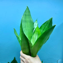 Load image into Gallery viewer, Sansevieria Trifasciata &#39;Snake Plant&#39; Moonshine
