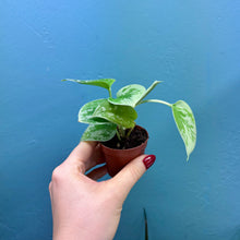 Load image into Gallery viewer, Scindapsus &#39;Silvery Ann&#39; Baby Plant
