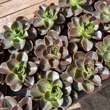 Load image into Gallery viewer, Echeveria &#39;Black Prince&#39; Aff.
