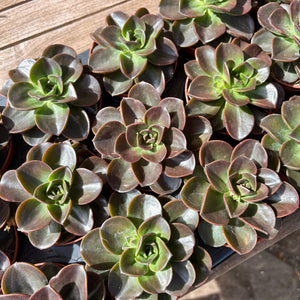 Echeveria 'Black Prince' Aff.