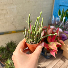 Load image into Gallery viewer, Crassula Lycopodioides &#39;Watch Chain&#39;
