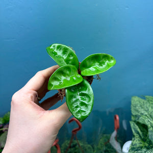 Hoya Krinkle 8 Propagation Pot