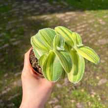 Load image into Gallery viewer, Tradescantia Sillamontana Variegated
