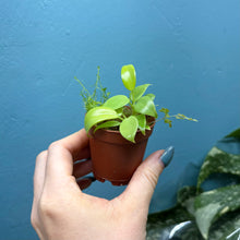 Load image into Gallery viewer, Philodendron Bipennifolium 'Golden Violin’
