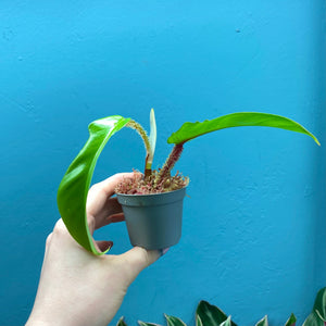 Philodendron Squamiferum Rooted Cutting Pot