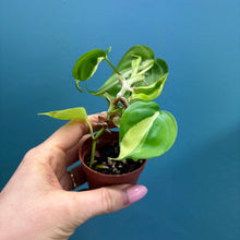 Load image into Gallery viewer, Philodendron 'Cream Splash'
